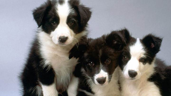 Black And White Border Collie Pups